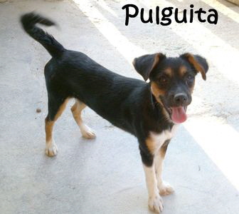 Pulguita3_mitName