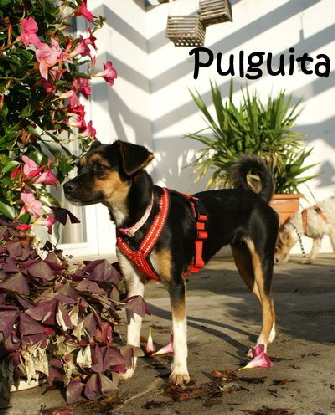 Pulguita_DSC00153_mitName