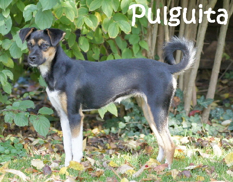 Pulguita_DSC06480_mitName