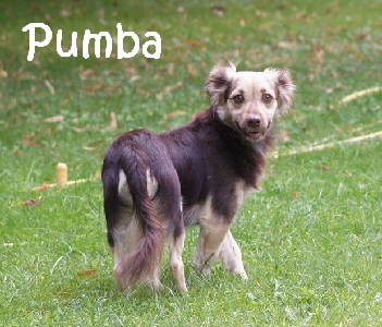 Pumba_DSC04218