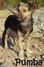 Pumba_DSC_0817_mN