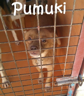 Pumuki_IMG-20180112-WA0014_mN