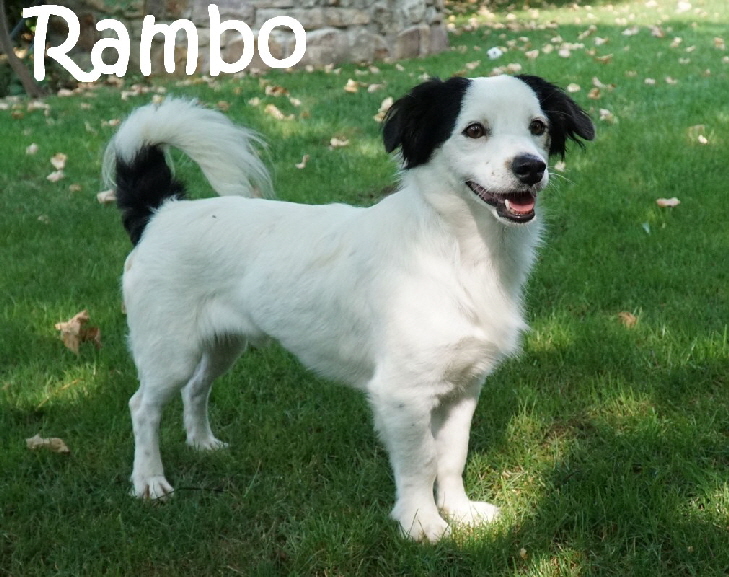 Rambo_DSC04654_mN