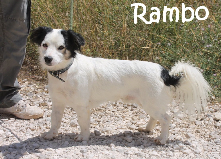 Rambo_IMG_0288_mN