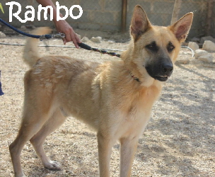Rambo_IMG_8765
