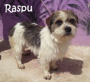 Raspu_20150412_133144_mN