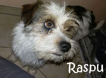 Raspu_IMG-20150518-WA0008_mN