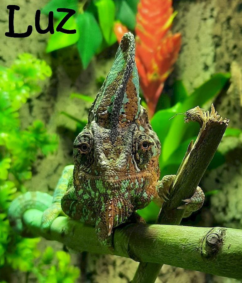Reptilien+Lurche_IMG-20210426-WA0015_mN