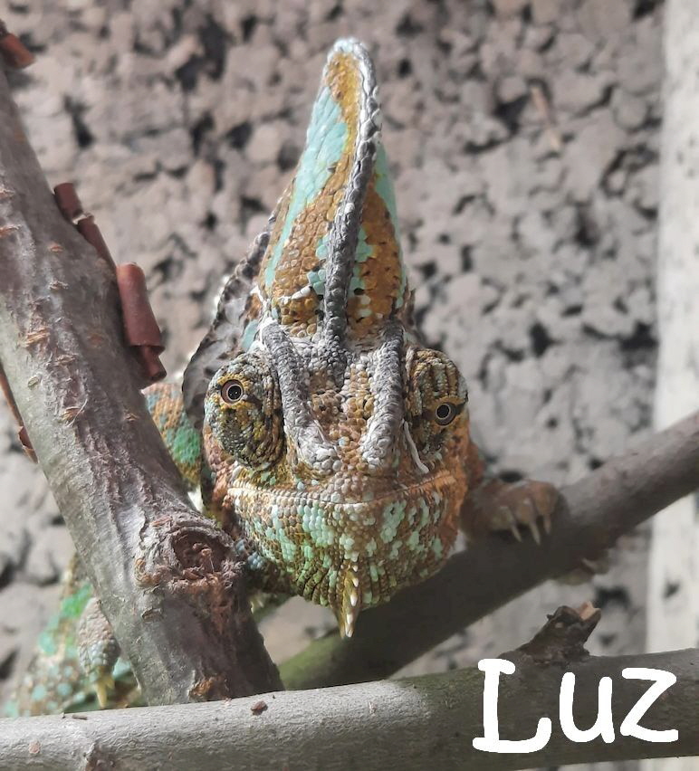 Reptilien+Lurche_IMG-20210426-WA0016_mN