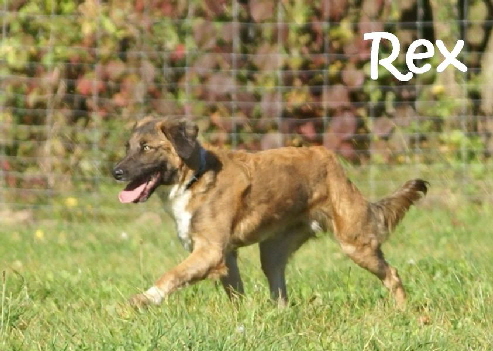 Rex_DSC00150_mN