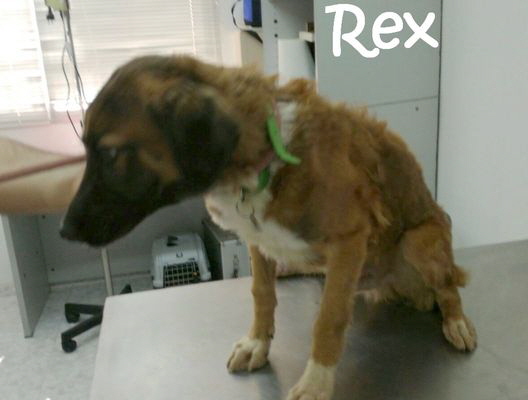 Rex_IMG-20170915-WA0039_mN