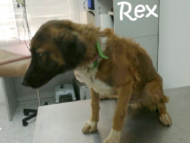 Rex_IMG-20170915-WA0039_mN