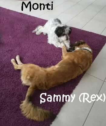 Rex_IMG-20171015-WA0001_mN