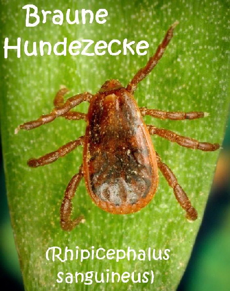 Rhipicephalus_sanguineus