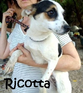 Ricotta1_mitName