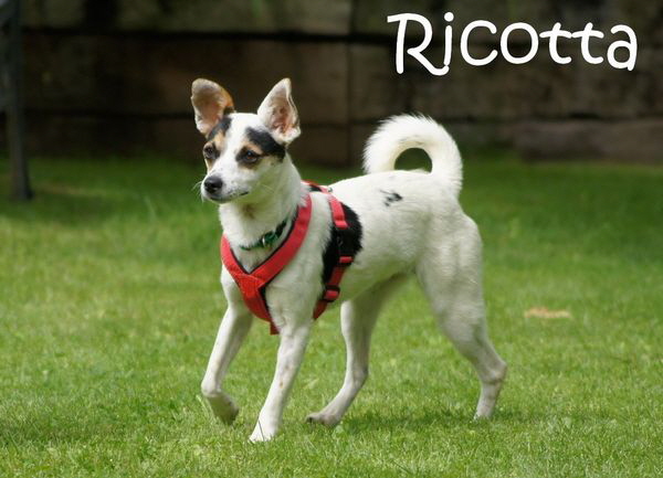 Ricotta_DSC06175_mitName2