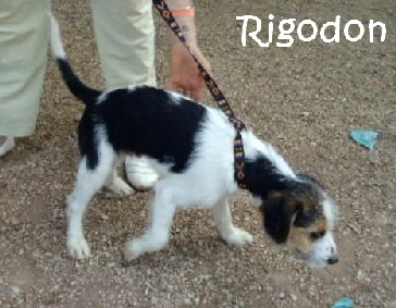 Rigodon4_mitName