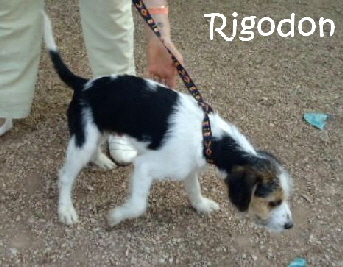 Rigodon4_mitName