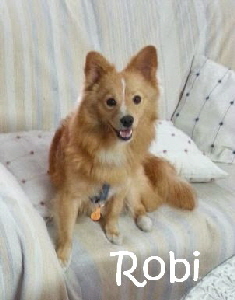Robi_Angecpq2BvpDuC0NKYSyz5wxbvFLboY_rXLbIxlX5ckk_mN