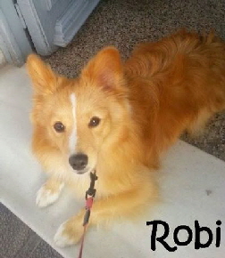 Robi_Av-RZEtoS8Fg2PwIwlXgOUTNVquA5tGYBcbPztuzzeBF_mN