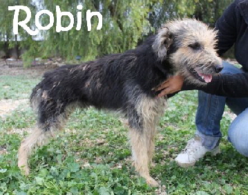 Robin_IMG_6288_mN