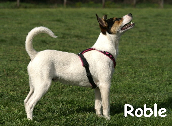 Roble_mitName_34