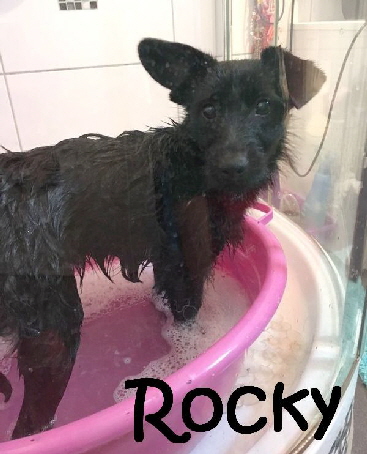 Rocky_IMG-20180204-WA0000_mN