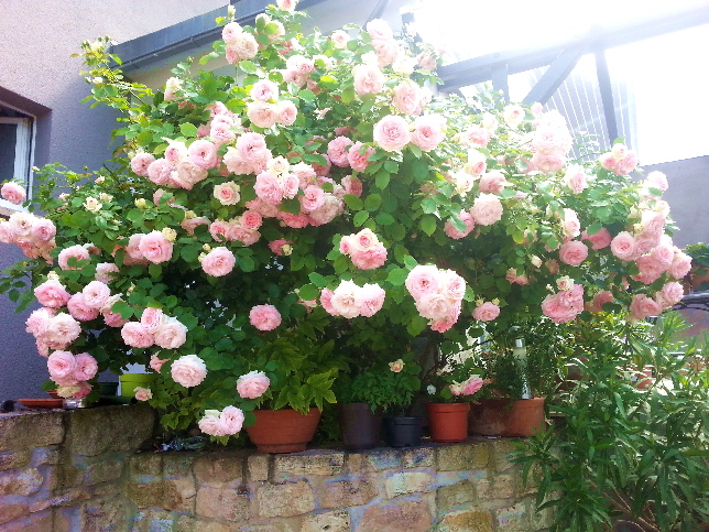 Rose_20170625_111047