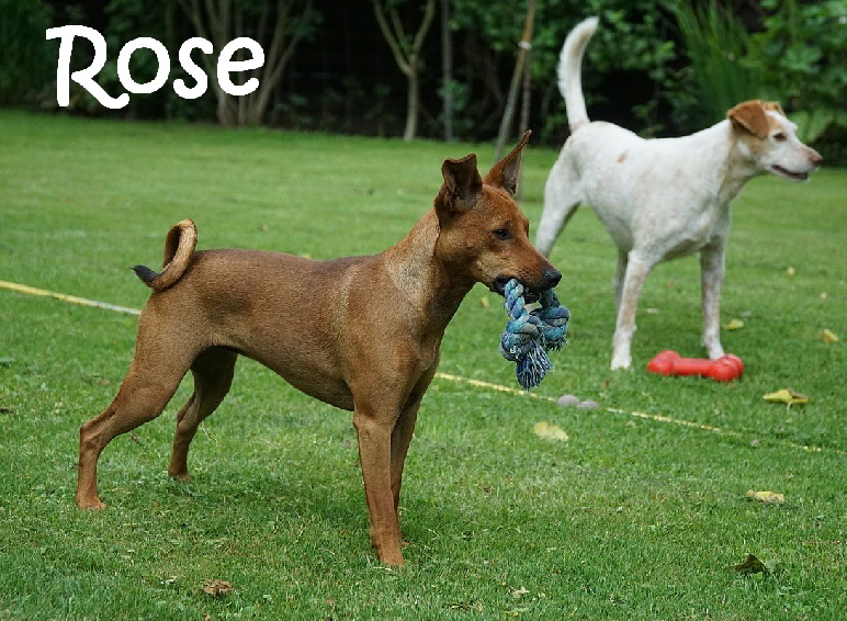 Rose_DSC04014_mN