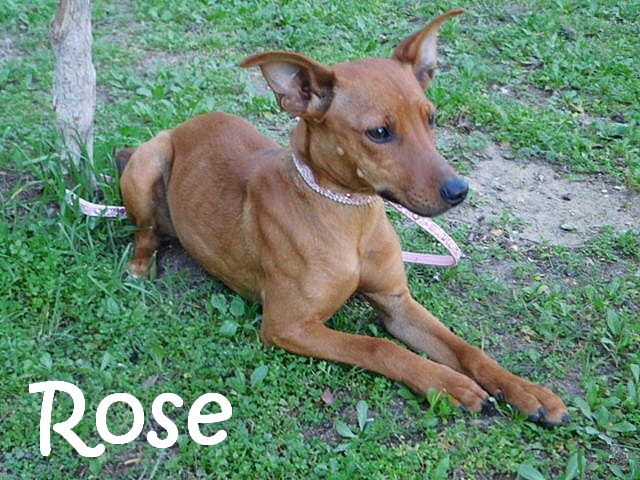 Rose_IMG-20200523-WA0006_mN