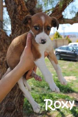 Roxy_adjuntos_fichero_7f96105746004947g_mN