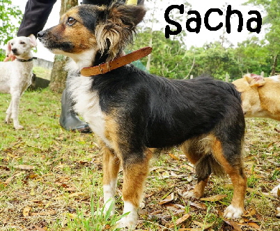Sacha_mN