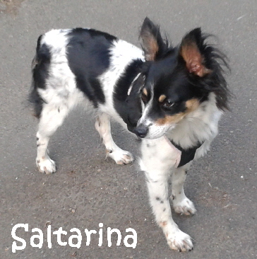 Saltarina_20140517_062618