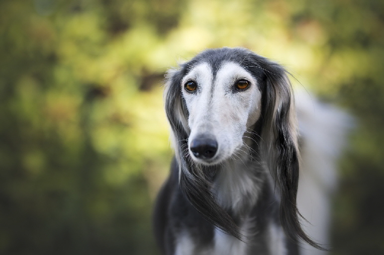 Saluki_g357b1f54d_1280