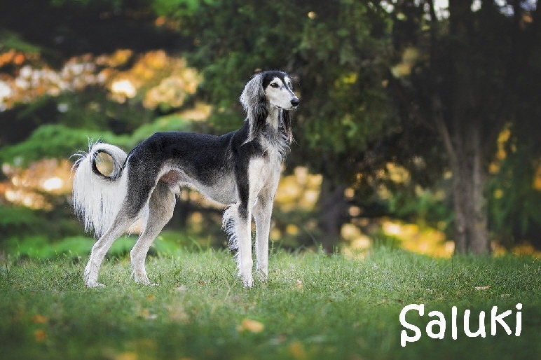 Saluki_g79aa60ad9_1280