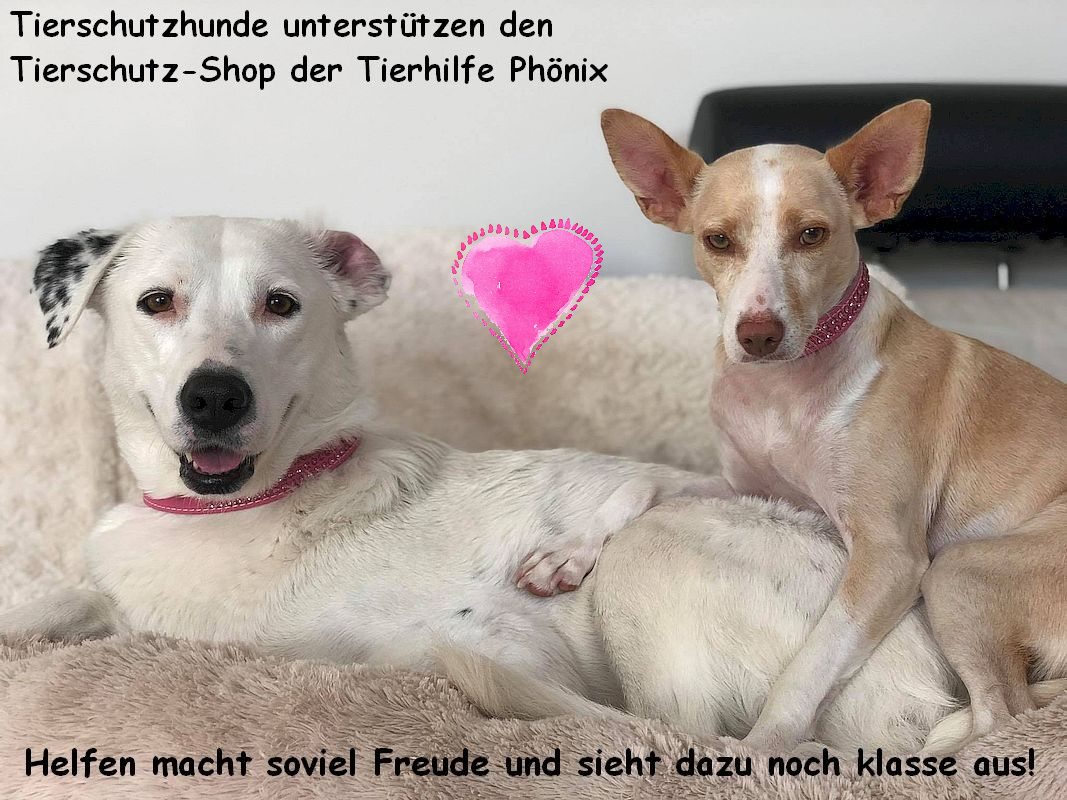 San_Be-185374094_2892045504371556_1011553920424396995_n Kopie