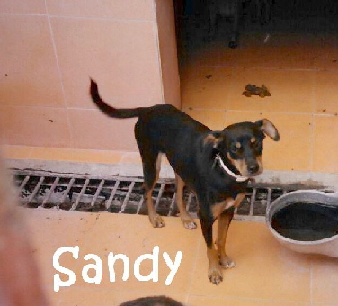 Sandy_IMG-20170927-WA0091_mN