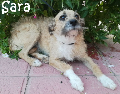 Sara_IMG-20170724-WA0020_mN