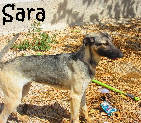 Sara_IMG_1017