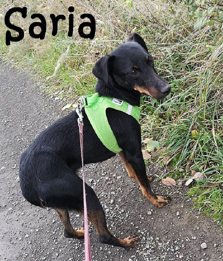 Saria_75588121_434683797248312_4971765815847157760_n_mN
