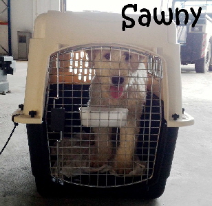 Sawny_LeavingPico_mN