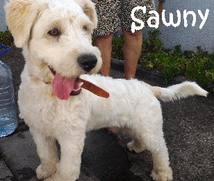 Sawny_September01_mN2