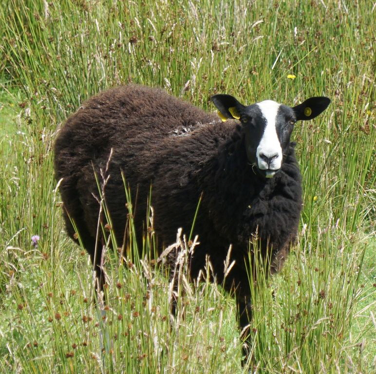 Schaf-Zwartbles_1205