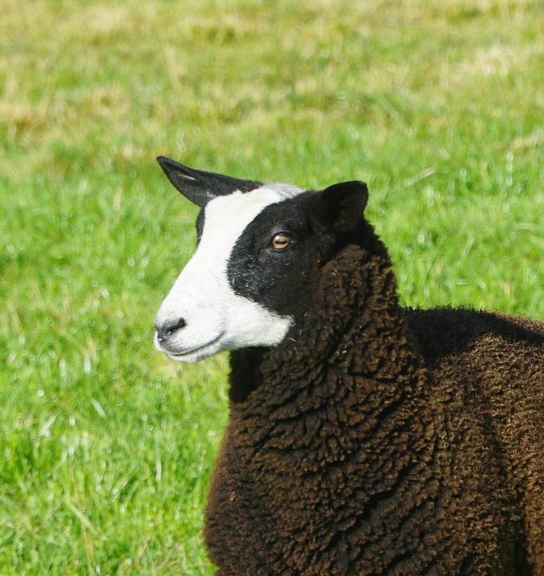 Schaf-Zwartbles_DSC07332