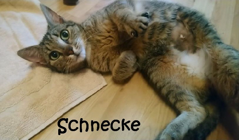 Schnecke_94818223_241189736961454_1001895739921530880_mN
