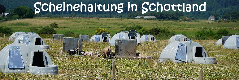 Schottland_Schweinehaltung_2018_DSC03946_mN