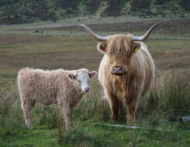 Schottland_Sep18__DSC06819