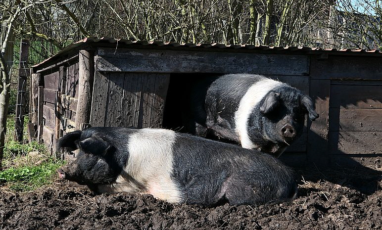 Schweinefreunde