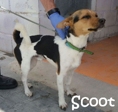 Scoot_IMG-20170421-WA0031_mN