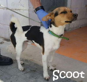 Scoot_IMG-20170421-WA0031_mN